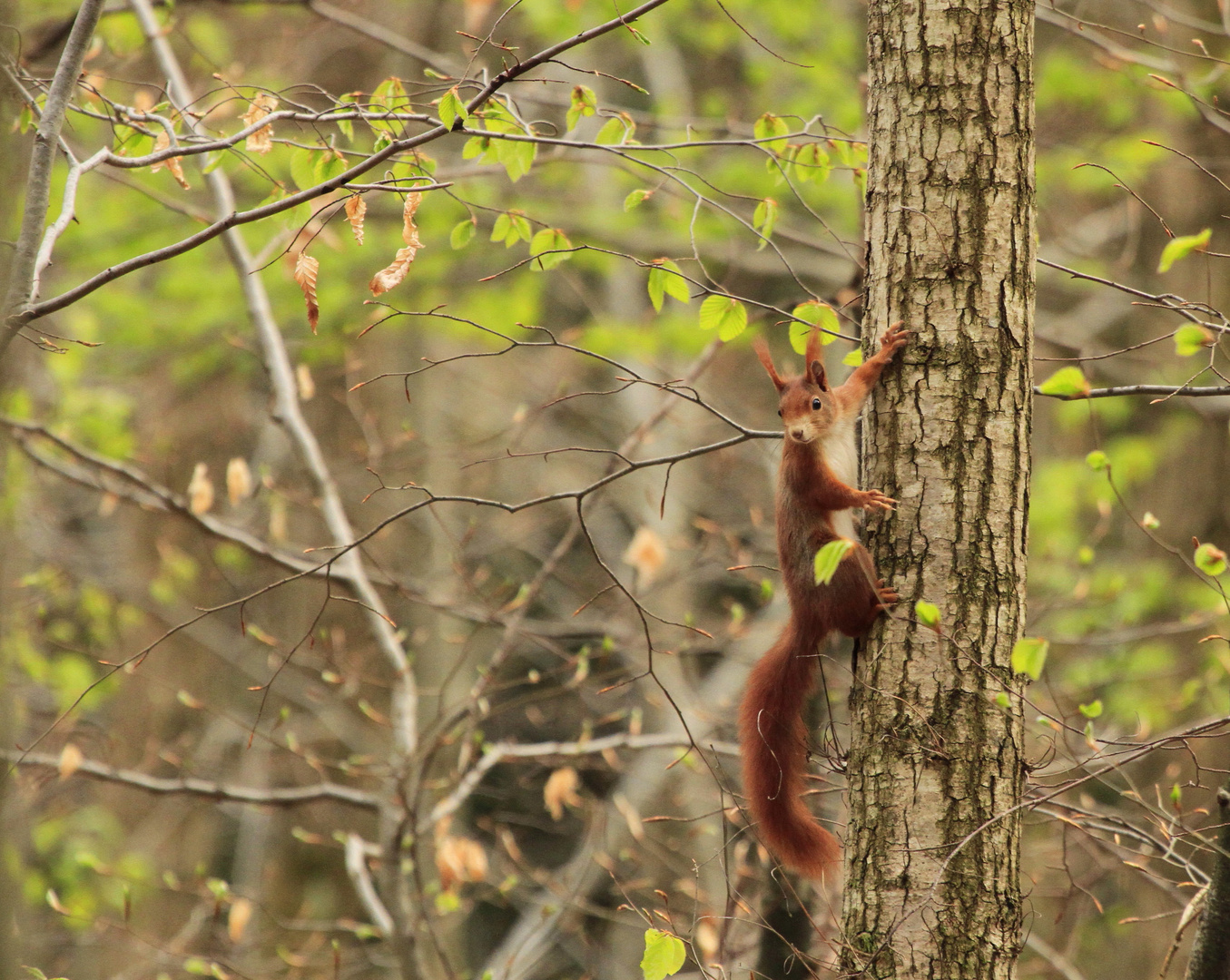 Eichörnchen