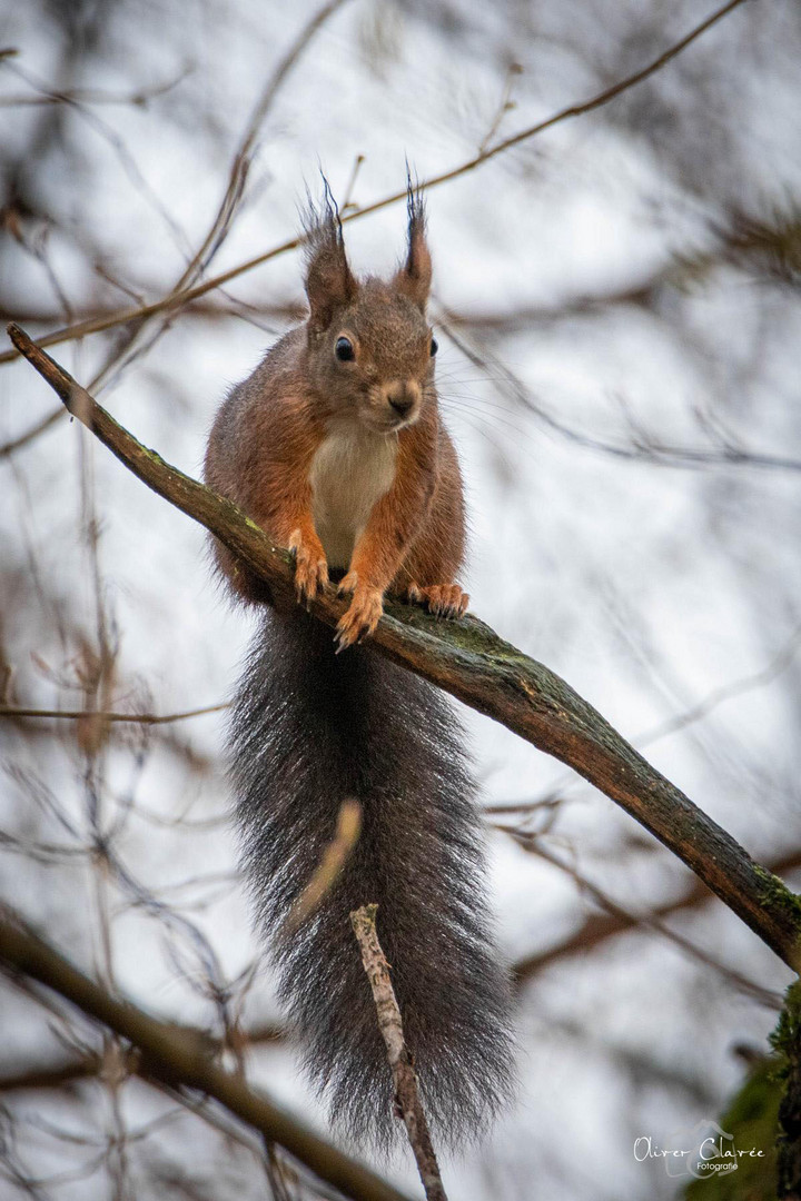 Eichörnchen