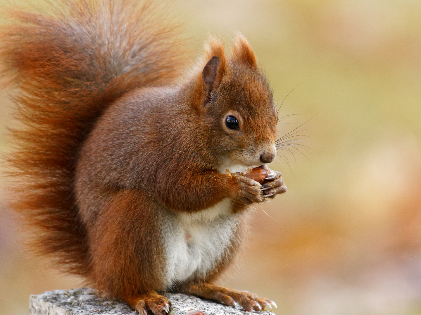 Eichörnchen   _Figur?  Nuß geht immer!