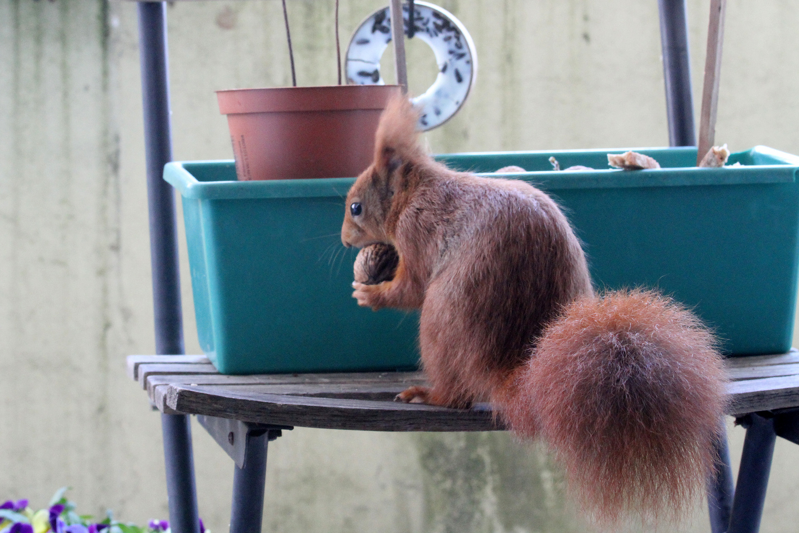 Eichörnchen findet Walnuss