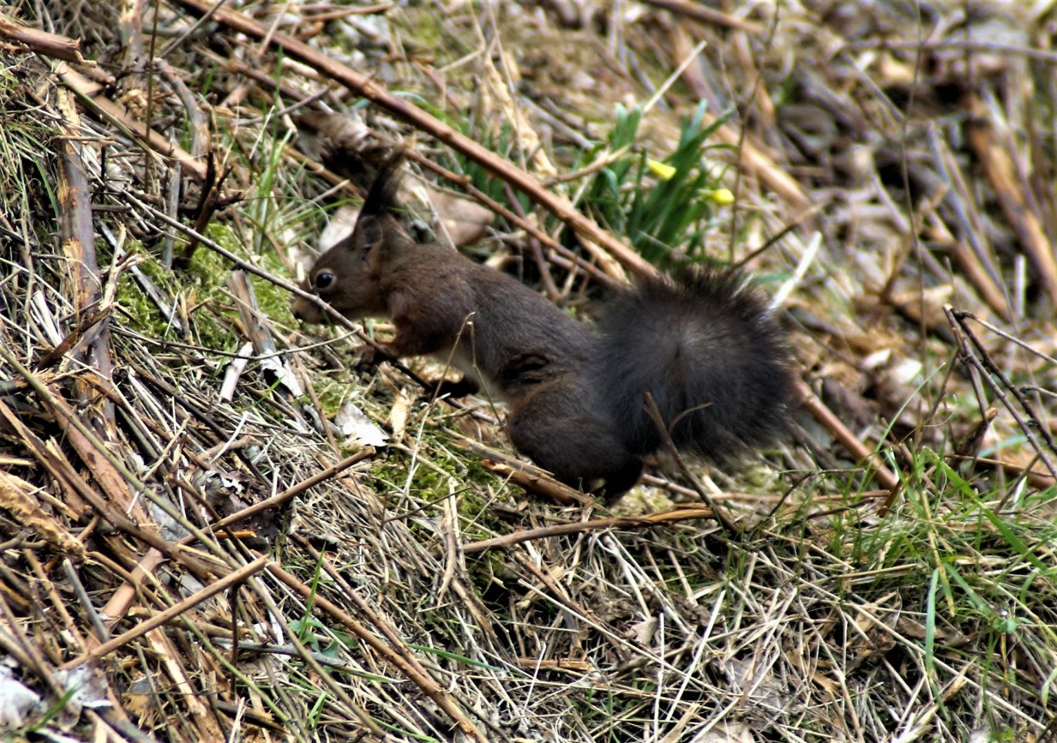 Eichörnchen Hang