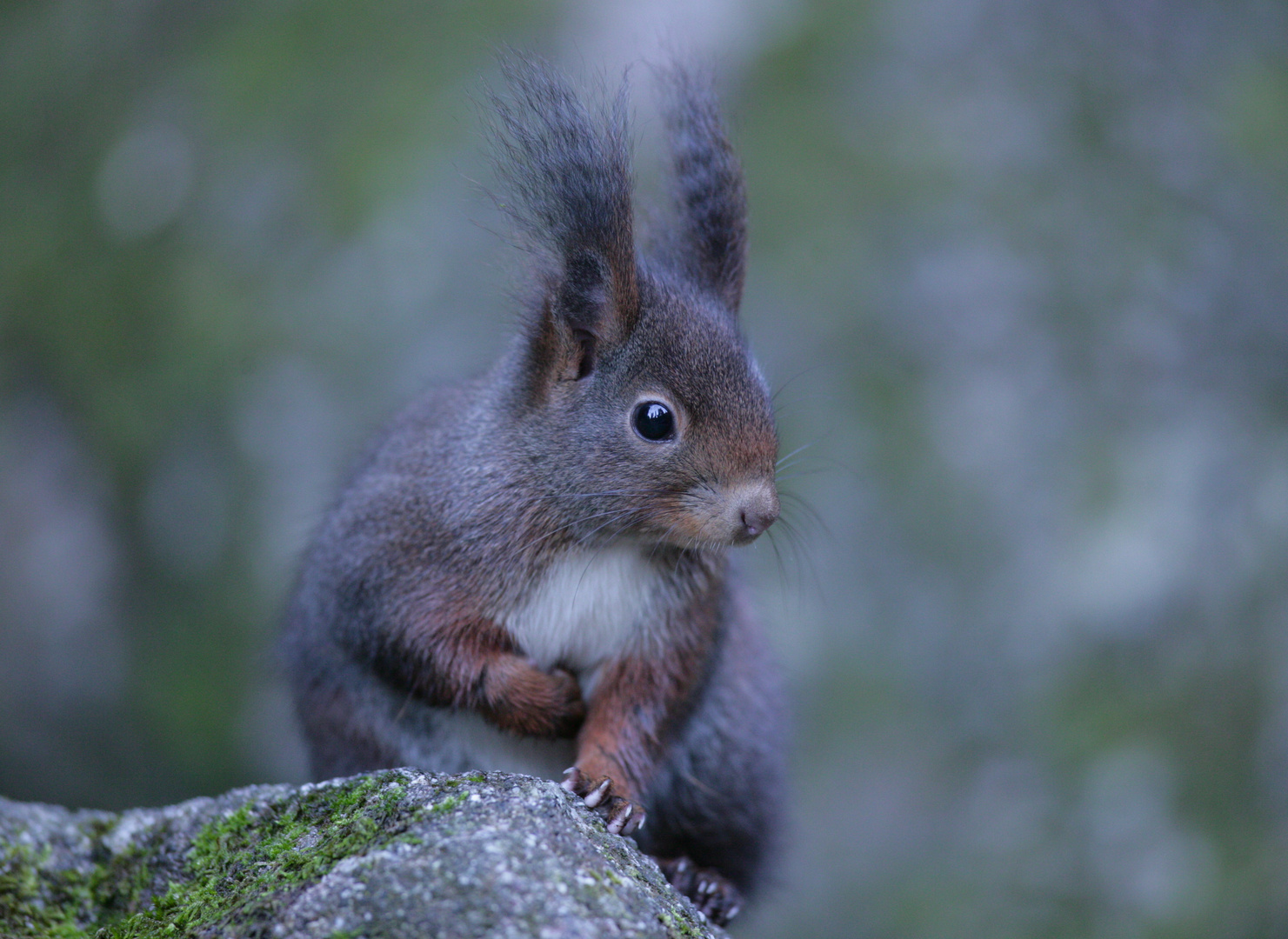 Eichörnchen im Wald