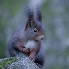 Eichörnchen im Wald