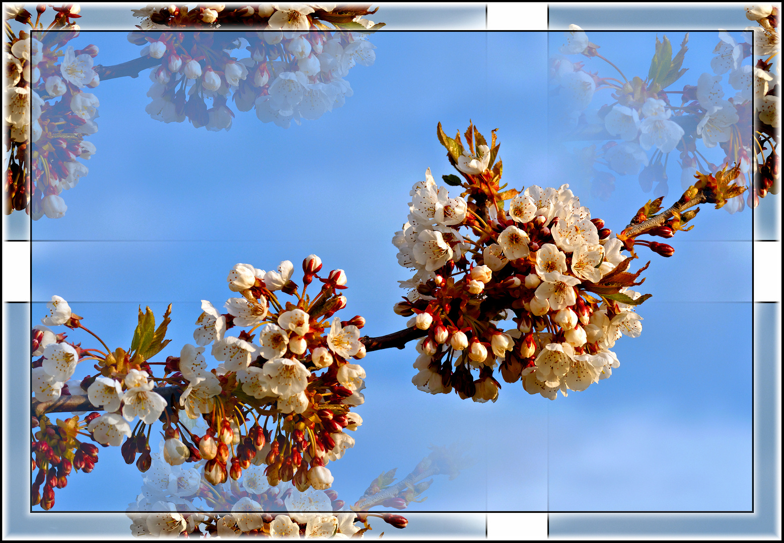 Eichsfelder Baumblüte im April 2016