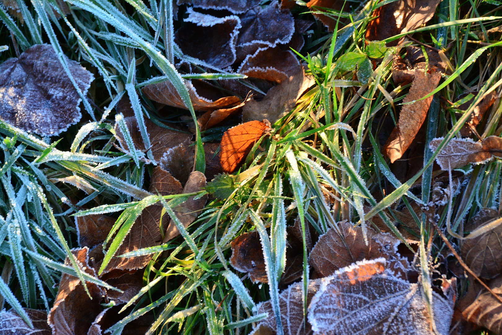 Eichsfelder Impressionen vom Dezember 2016 - Raureif in der Sonne Licht