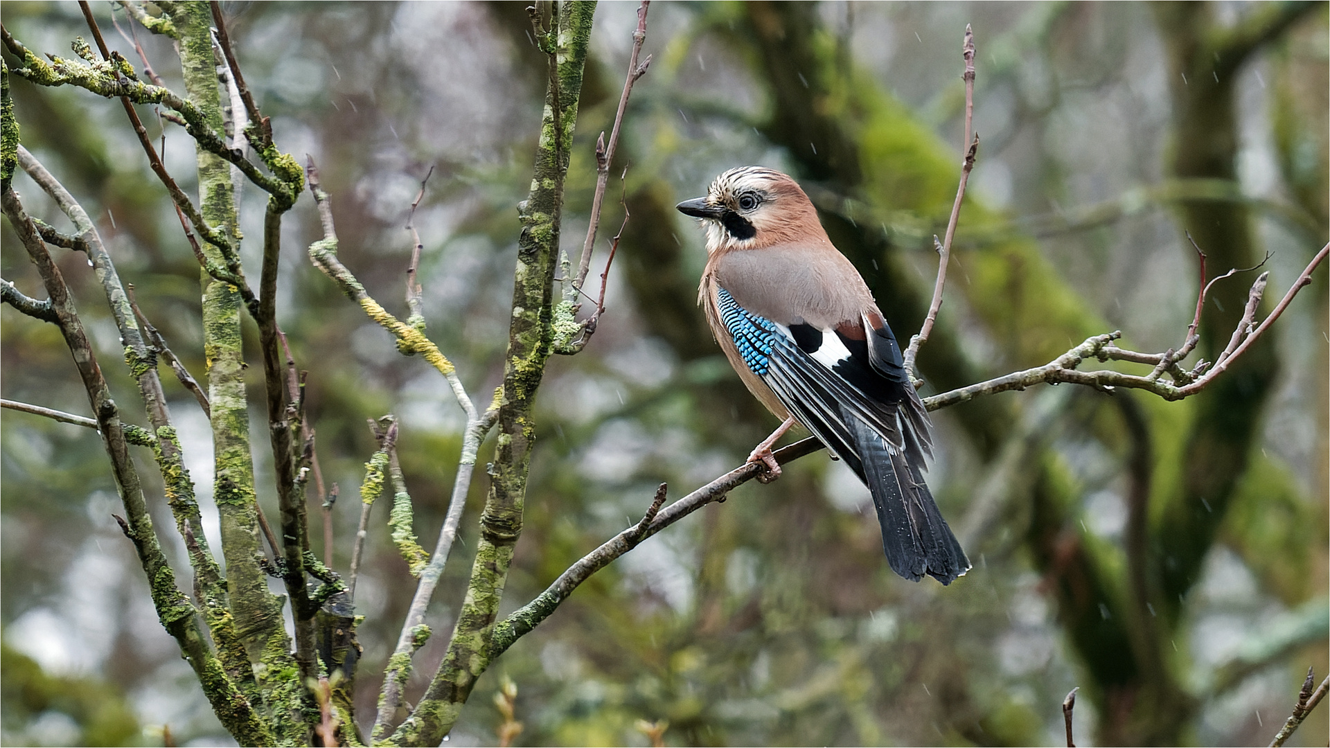 Eichus im Geäst einer Vogelbeere  .....