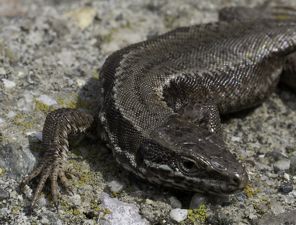 Eidechse 1 Foto & Bild | tiere, wildlife, amphibien ...