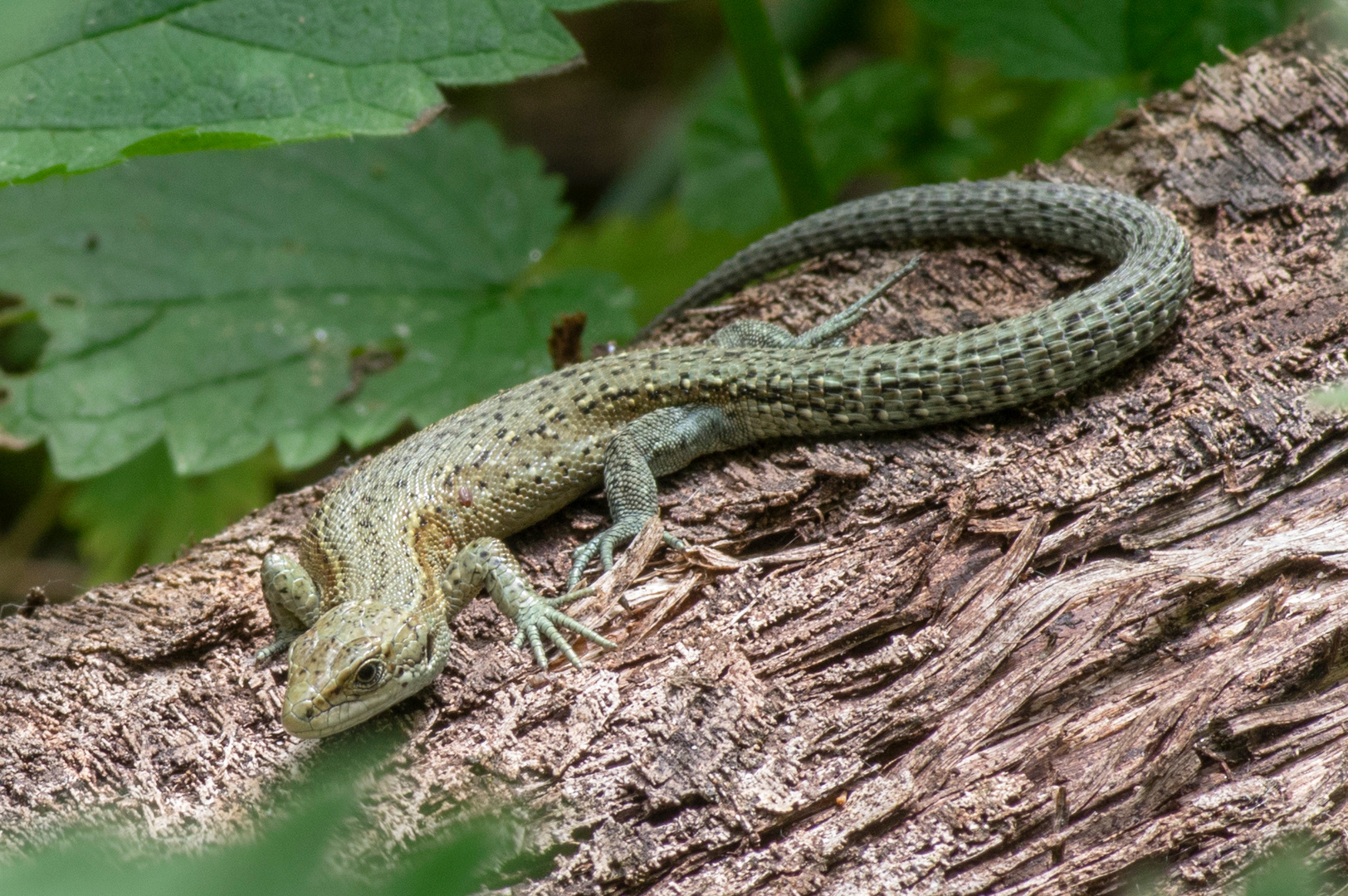 Eidechse Foto Bild Natur Tiere Wildlife Bilder Auf Fotocommunity
