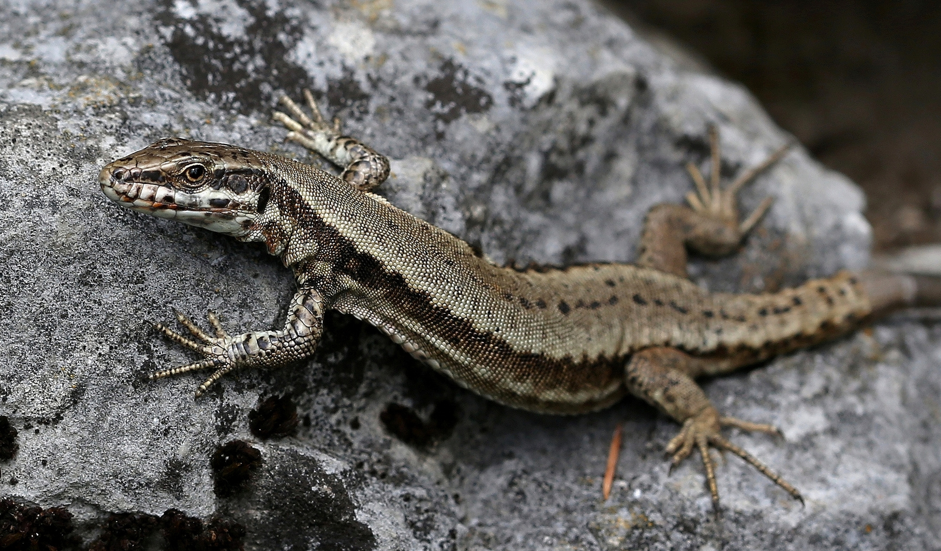 Eidechse Foto & Bild tiere, wildlife, amphibien & reptilien Bilder