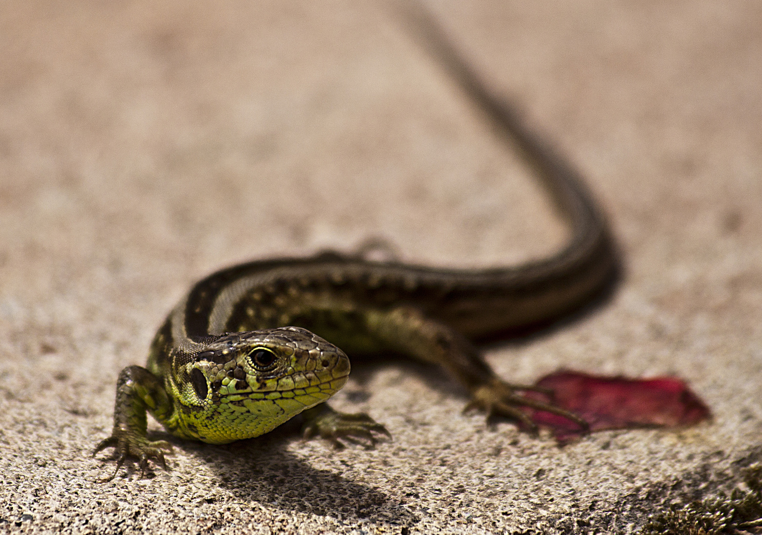 Eidechse Foto & Bild | tiere, haustiere, terraristik Bilder auf ...
