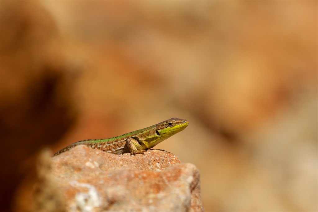 Eidechse an Steilküste von Kroatien