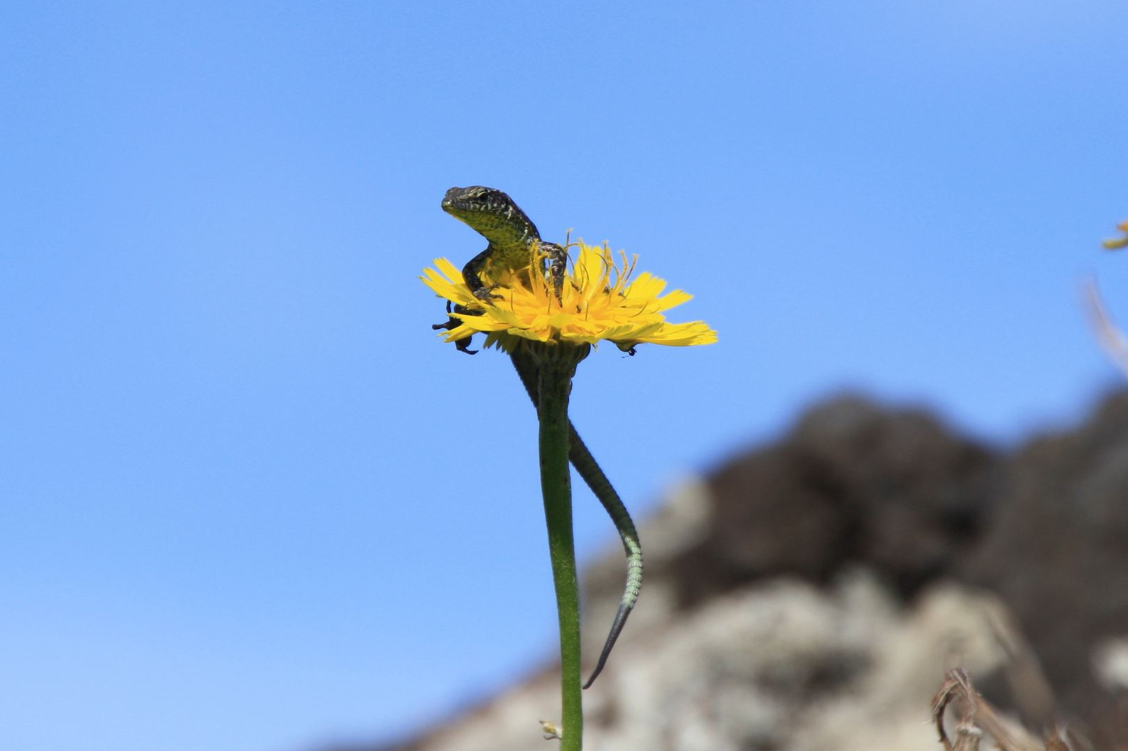 Eidechse auf Blüte