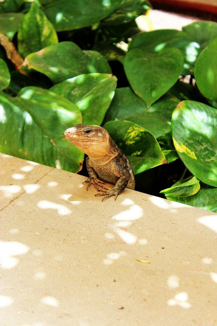 Eidechse auf Cran Canaria