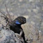 Eidechse auf der Kanareninsel La Palma