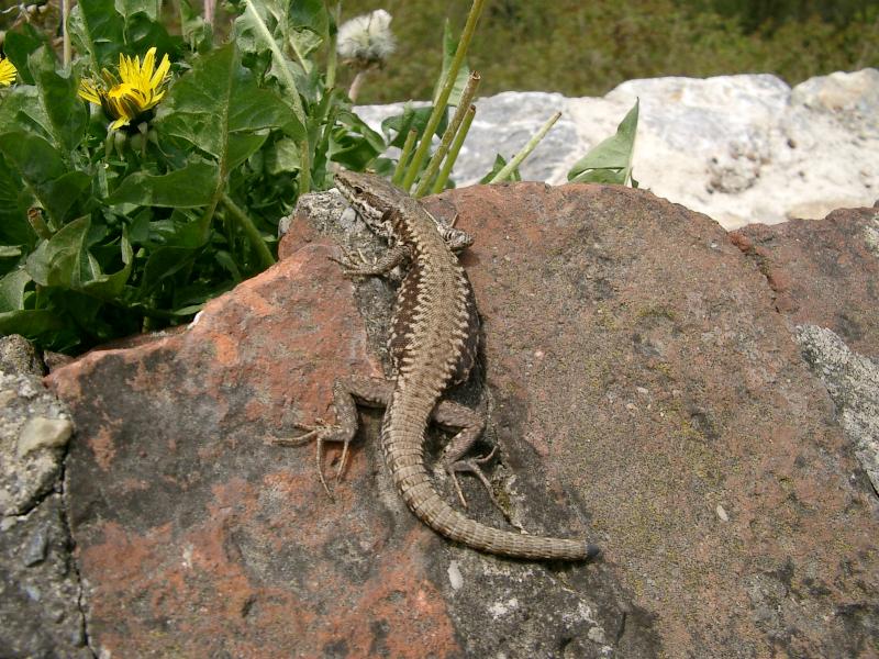 Eidechse auf der Mauer