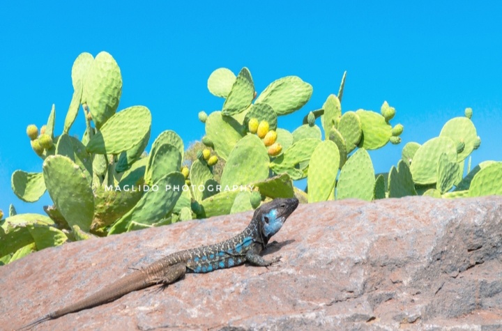 Eidechse auf einem Felsen vor blauem Himmel und grünen Kaktuspflanzen