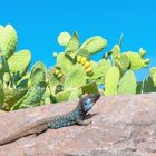 Eidechse auf einem Felsen vor blauem Himmel und grünen Kaktuspflanzen