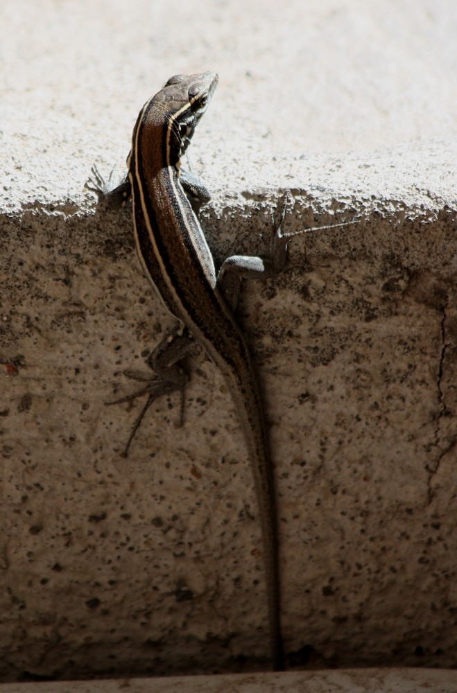 Eidechse auf Gomera