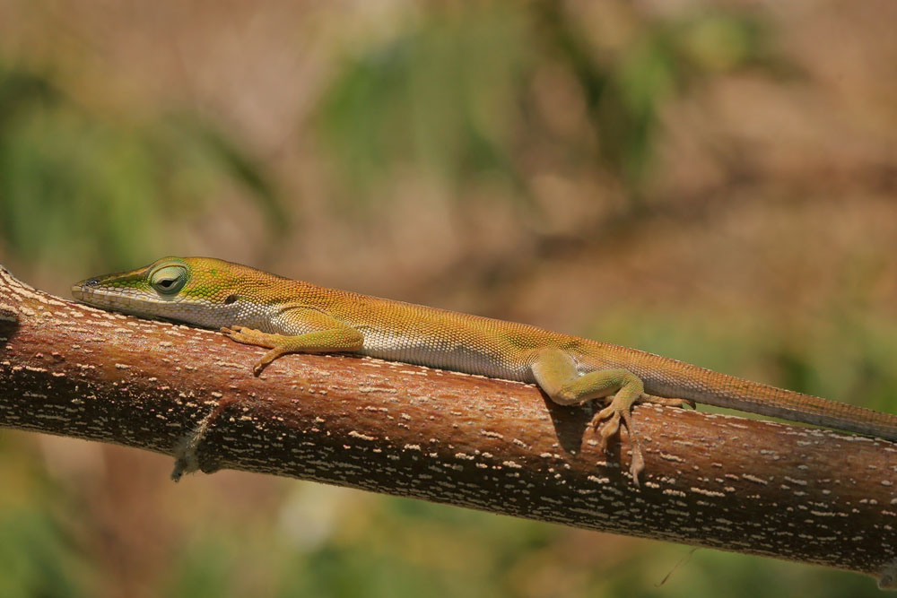 Eidechse auf Kuba Foto & Bild | tiere, wildlife, amphibien & reptilien Bilder auf fotocommunity