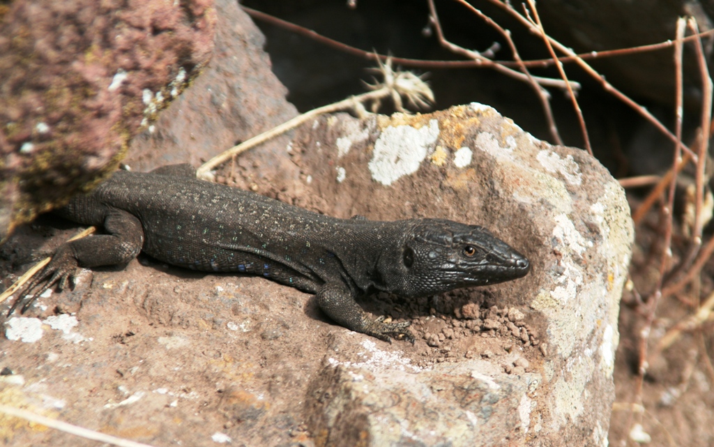 Eidechse auf La Gomera