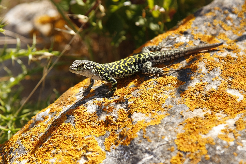 Eidechse auf Levanzo, Egadi Inseln bei Sizilien