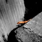 Eidechse auf Mauer ( Hoover dam im Hintergrun )