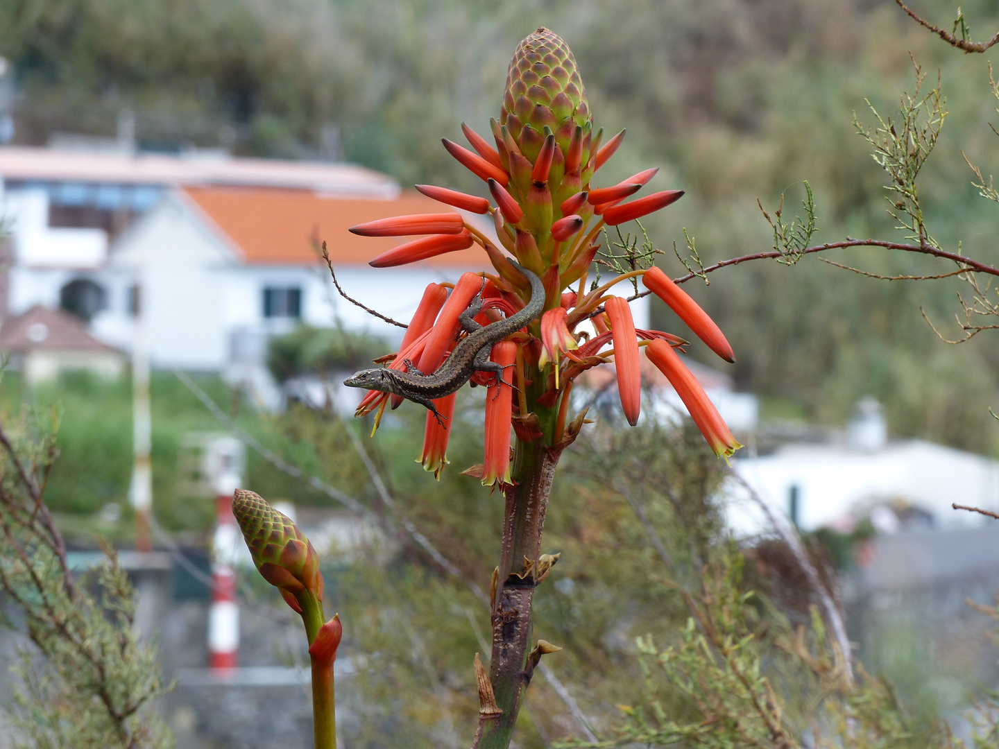 Eidechse auf orangener Blüte (q)