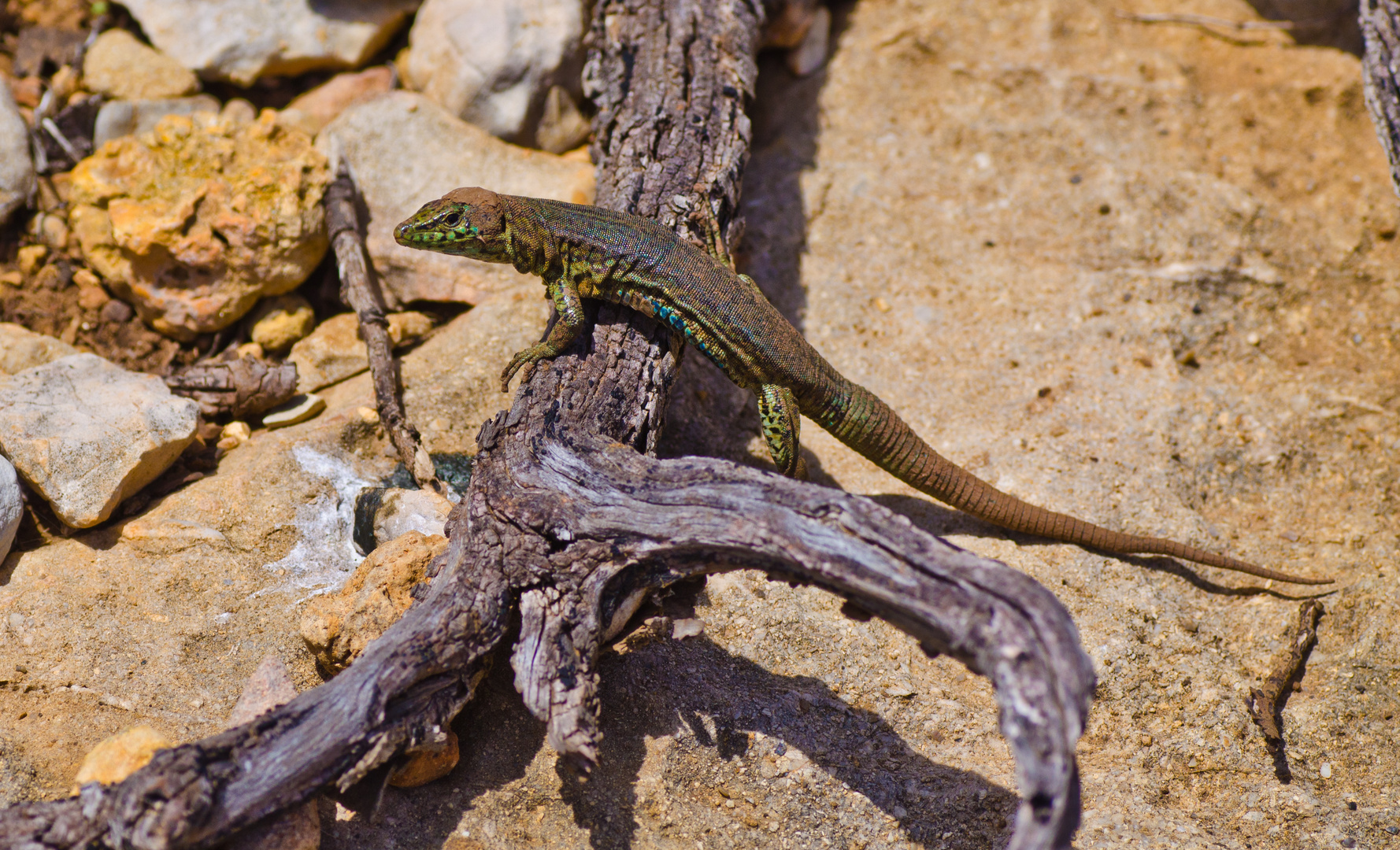 Eidechse auf Sa Dragonera / Mallorca