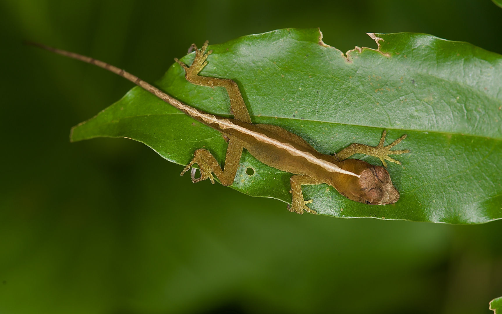 Eidechse aus dem Nebelwald von Panama