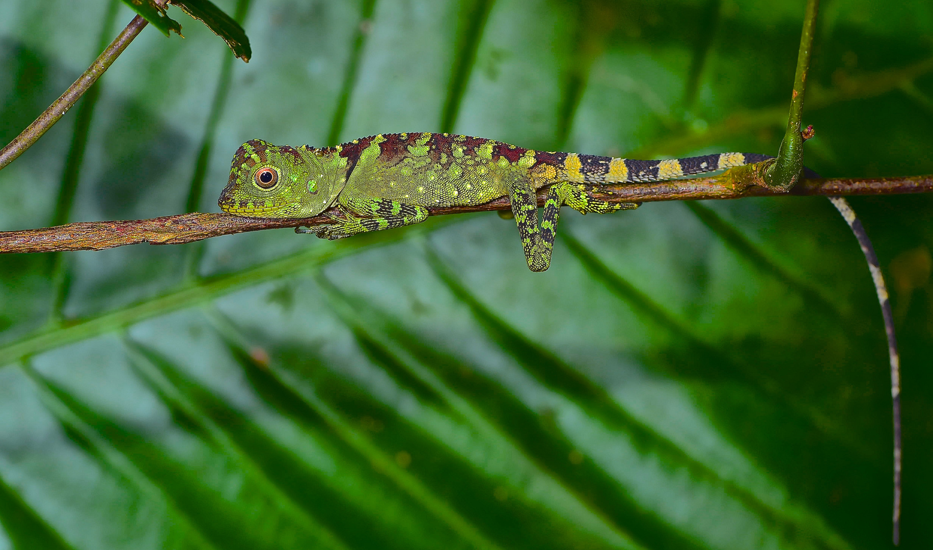 Eidechse aus dem Tropischen Regenwald von Borneo   