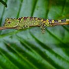 Eidechse aus dem Tropischen Regenwald von Borneo   