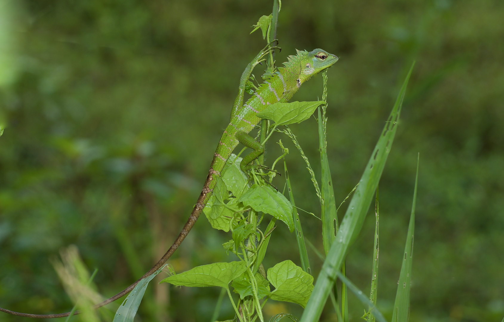 Eidechse aus dem Tropischen Regenwald von Sri Lanka