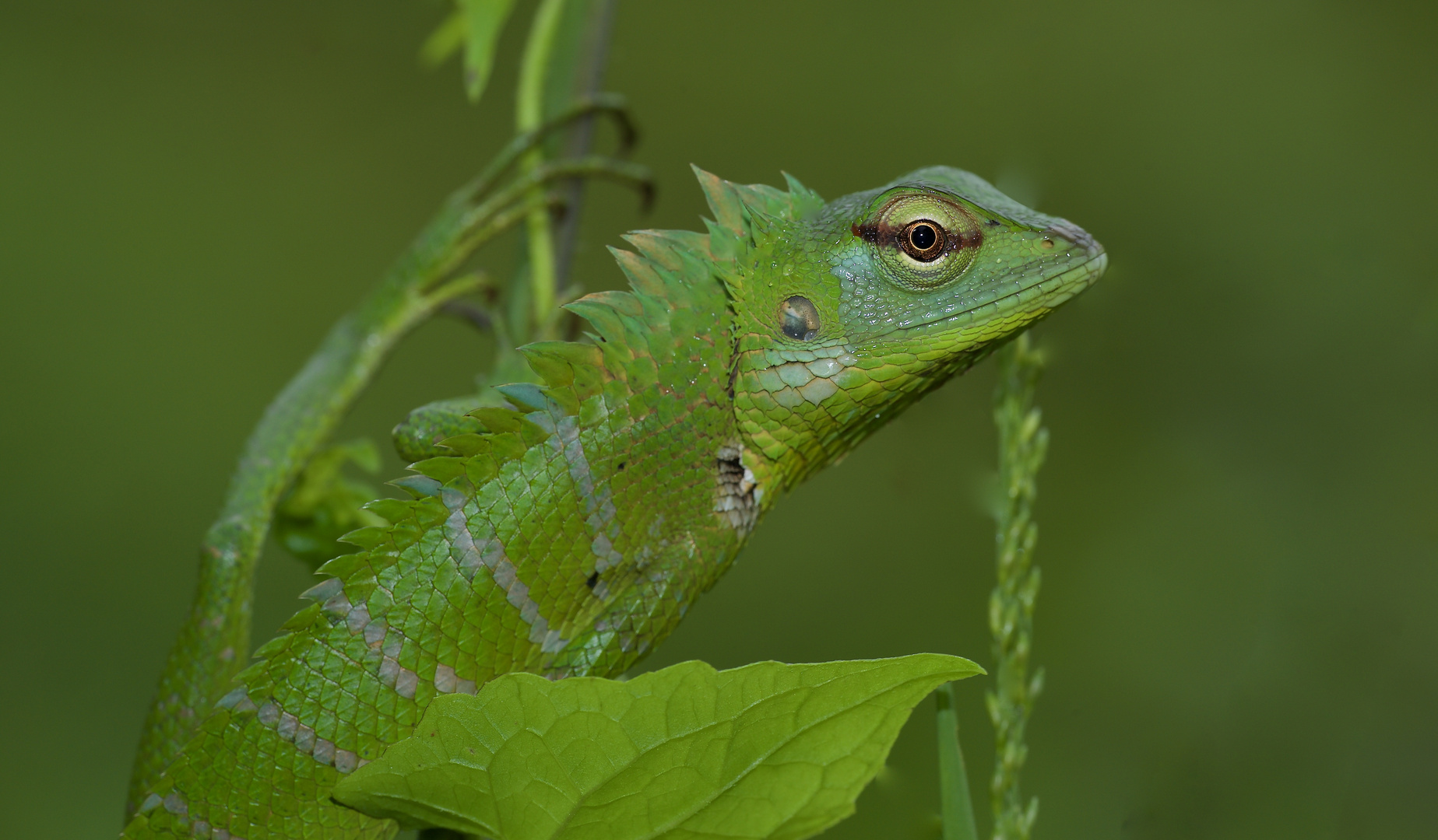 Eidechse aus dem Tropischen Regenwald von Sri Lanka