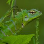 Eidechse aus dem Tropischen Regenwald von Sri Lanka