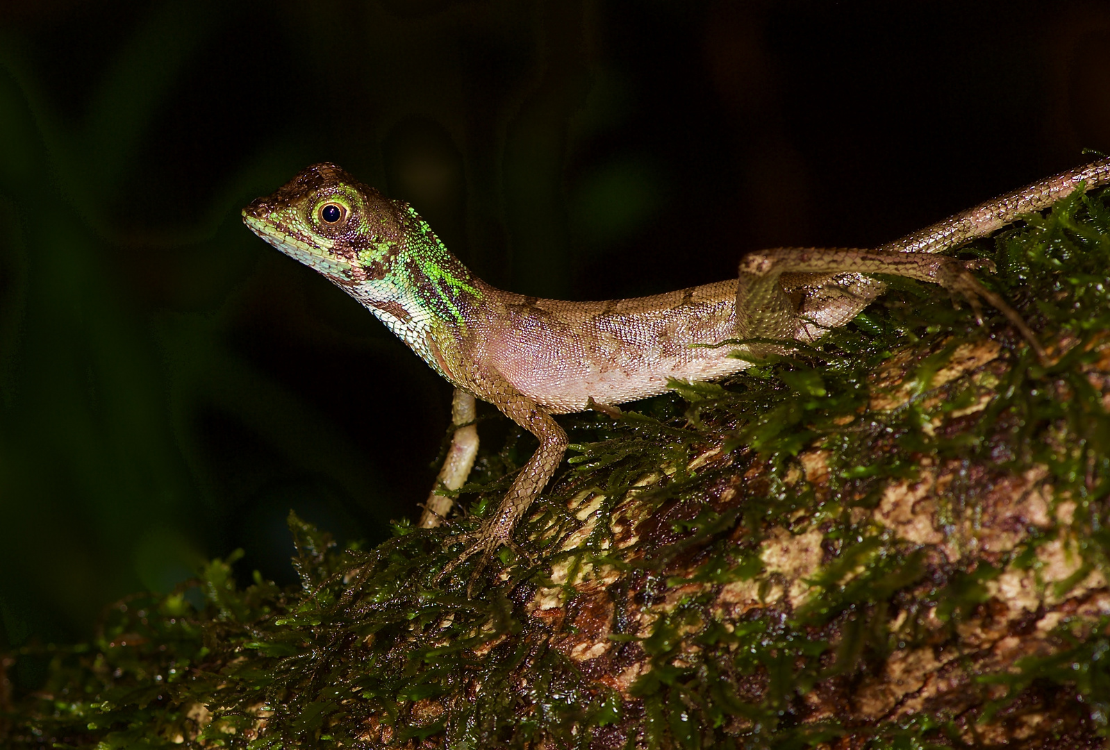 Eidechse aus dem Tropischen Regenwald von Sri Lanka