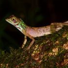 Eidechse aus dem Tropischen Regenwald von Sri Lanka