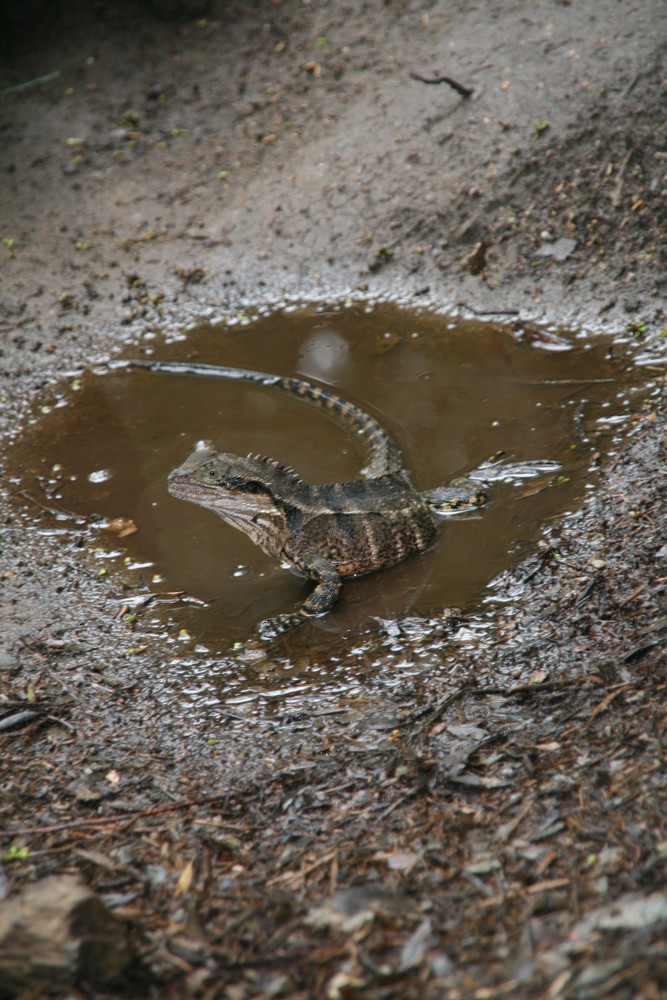 Eidechse Australien