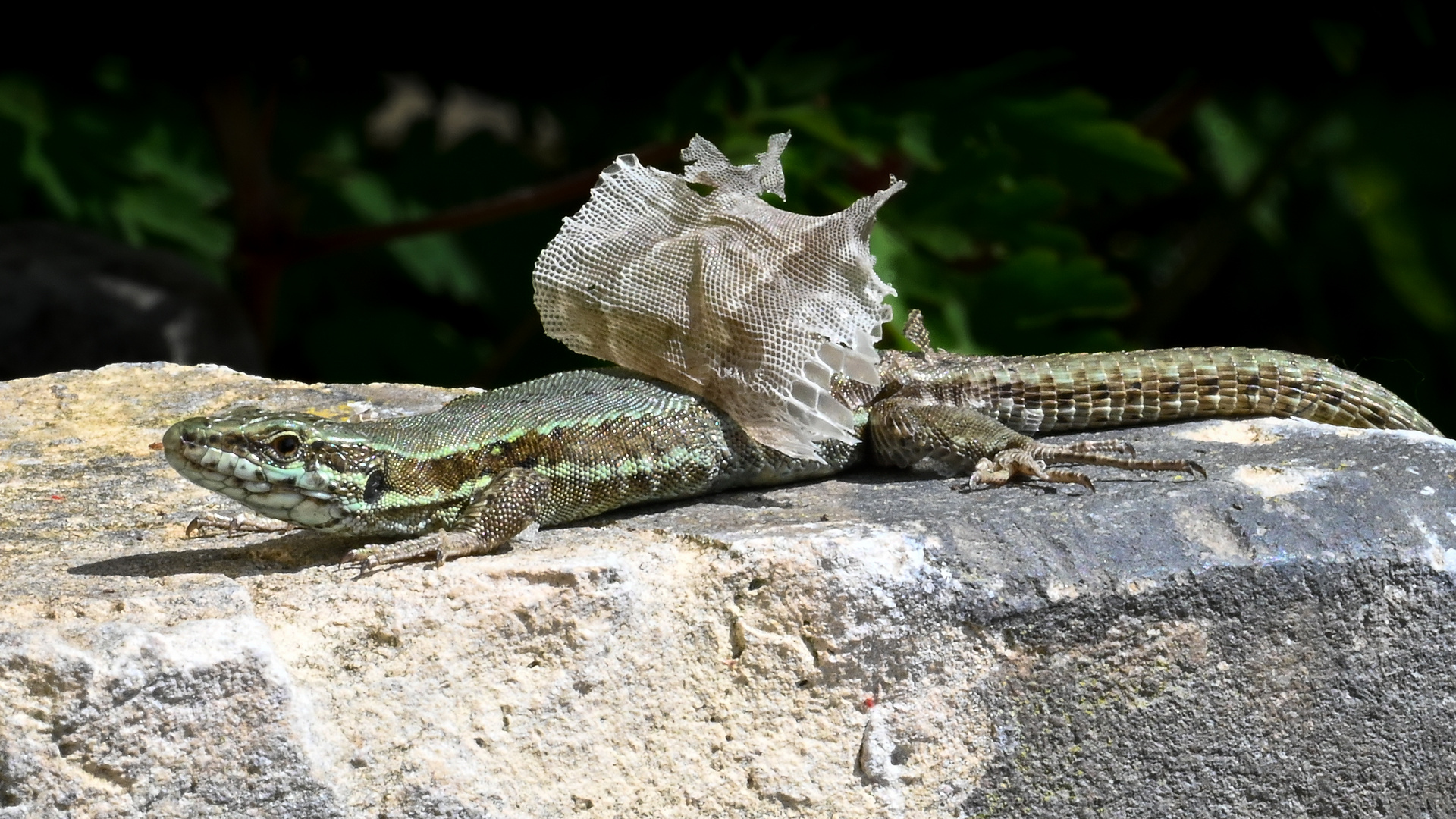 Eidechse bei der Häutung Foto & Bild tiere, wildlife, amphibien