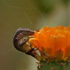 Eidechse beim Blüten naschen..