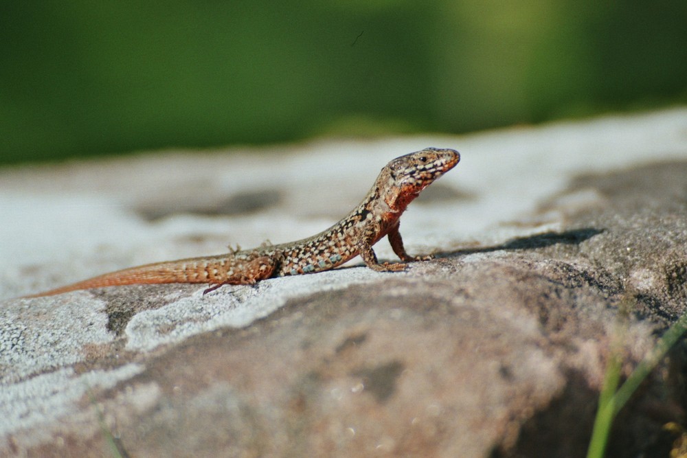 Anfänger Reptilien Anfänger Reptilien