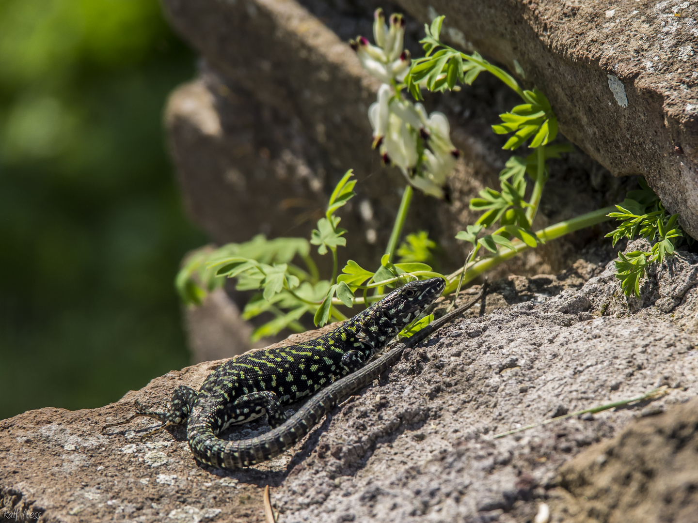 Eidechse beim Sonnenbad