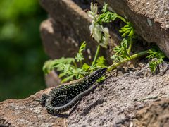 Eidechse beim Sonnenbad