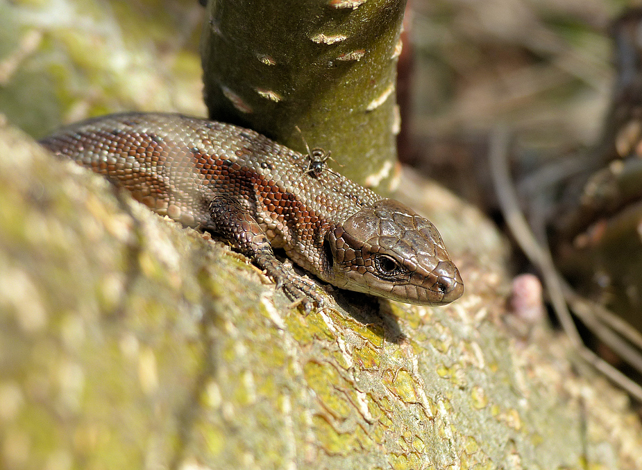 Eidechse bekommt Besuch