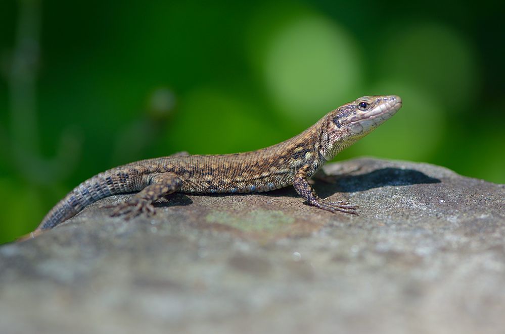 Eidechse Foto & Bild | tiere, wildlife, amphibien & reptilien Bilder ...