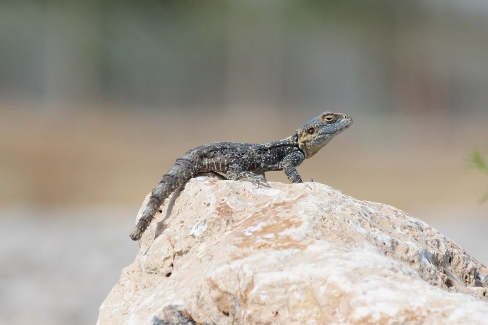 Eidechse (Hardun) in Kemer