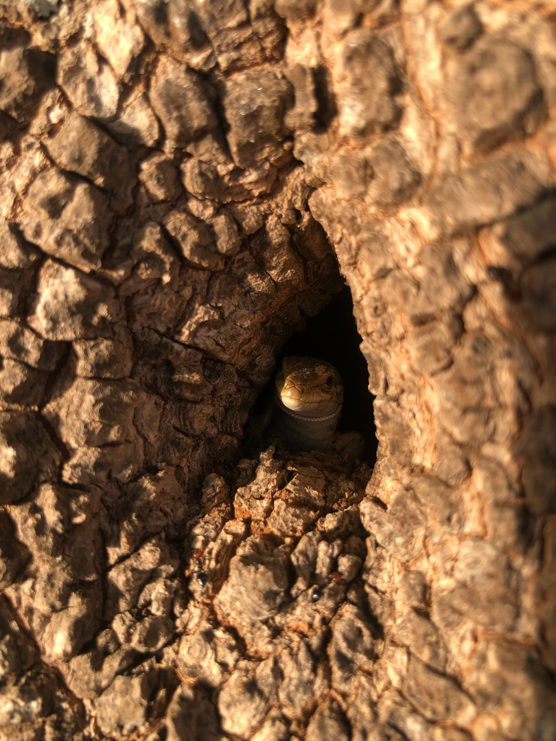 Eidechse im Baum 