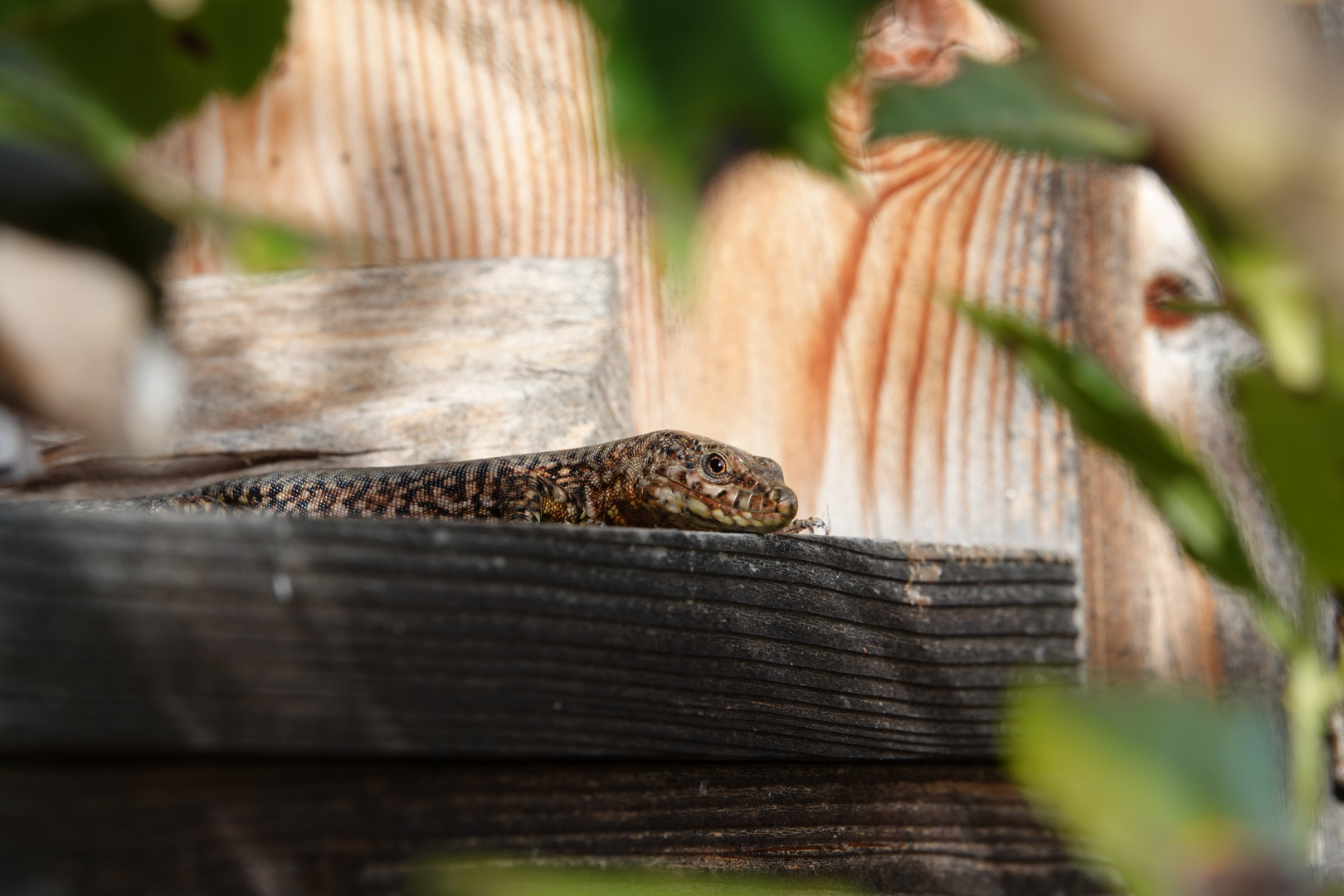 Eidechse im Bienenhotel