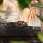 Eidechse im Bienenhotel