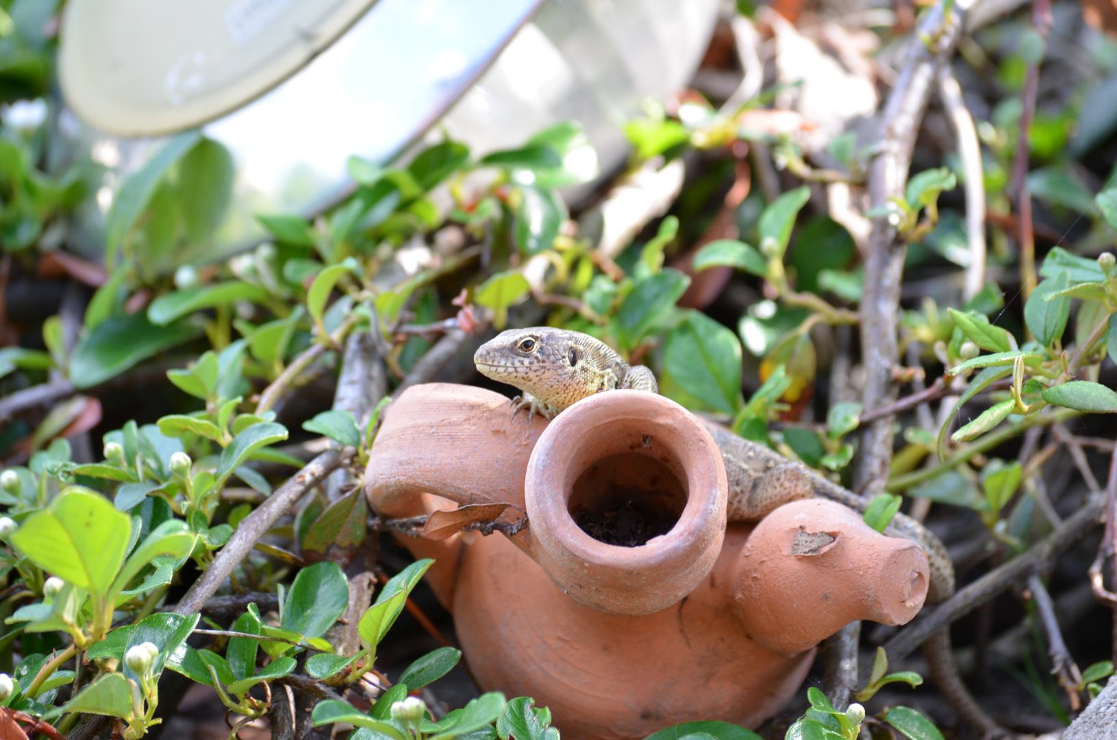 Eidechse im Garten