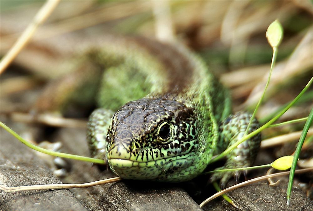 Eidechse im Garten Foto & Bild tiere, wildlife, wildlife sonstige